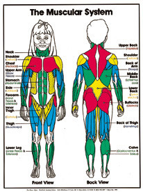 The Muscular System (Grades 4-8) Chart, Laminated 18" x 24"