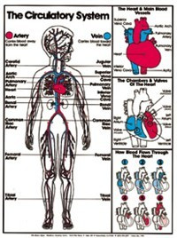 Circulatory System (Grades 4-8) Chart, Laminated 18" x 24"